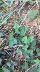Potentilla indica