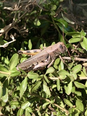 Melanoplus devastator