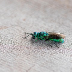Chrysis