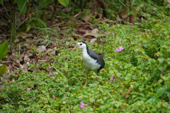 Amaurornis phoenicurus