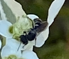 Lasioglossum fuscipenne