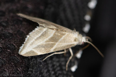 Plagiomimicus tepperi