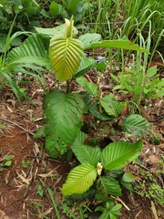 Dipterocarpus