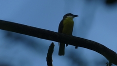 Megarynchus pitangua