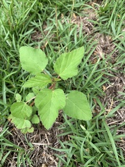 Melochia corchorifolia