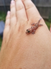 Hemidactylus turcicus