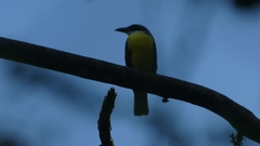 Megarynchus pitangua