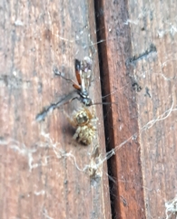 Agenioideus nubecula