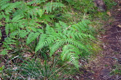 Pteridium aquilinum latiusculum