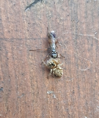 Agenioideus nubecula