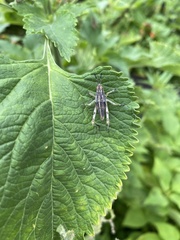 Sphenarium purpurascens