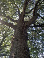 Quercus phellos