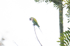 Psittacula alexandri