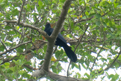 Eudynamys scolopaceus