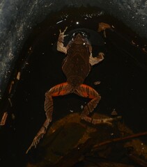 Physalaemus signifer