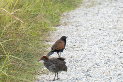 Centropus bengalensis