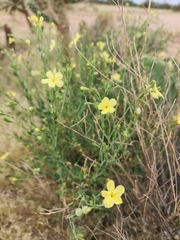 Menodora scabra