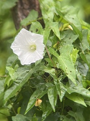 Calystegia sepium