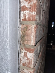 Hemidactylus turcicus