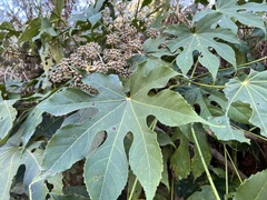 Fatsia polycarpa