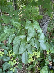Magnoliopsida
