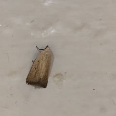 Marimatha nigrofimbria