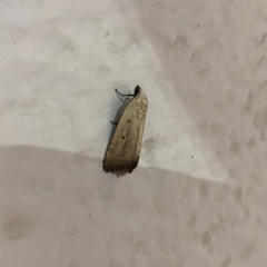 Marimatha nigrofimbria