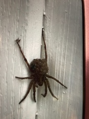 Tigrosa georgicola