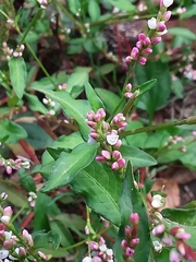 Persicaria minor