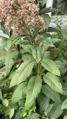 Eutrochium purpureum