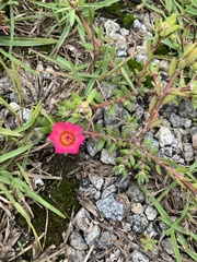 Portulaca amilis