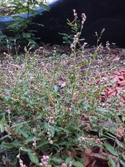 Persicaria minor