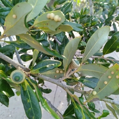Belonocnema treatae