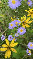 Symphyotrichum oolentangiense