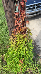 Parthenocissus quinquefolia
