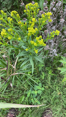Solidago riddellii