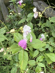 Impatiens balfourii