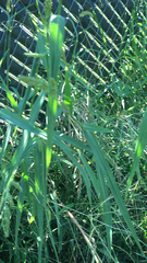 Echinochloa crus-galli