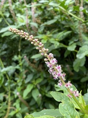 Phytolacca icosandra