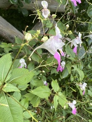 Impatiens balfourii