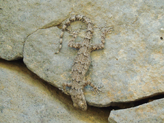 Mediodactylus heterocercus