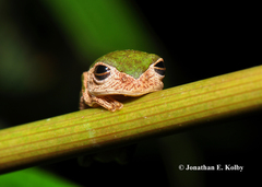 Pithecopus palliatus