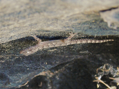 Mediodactylus heterocercus