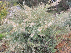 Hakea prostrata