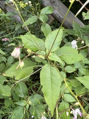 Impatiens balfourii