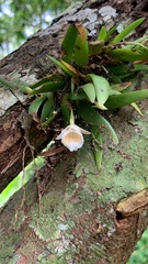 Vandoideae