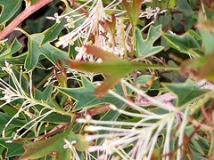 Hakea prostrata