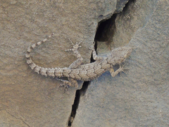 Mediodactylus heterocercus