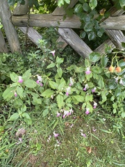 Impatiens balfourii