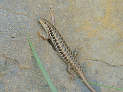 Heremites auratus